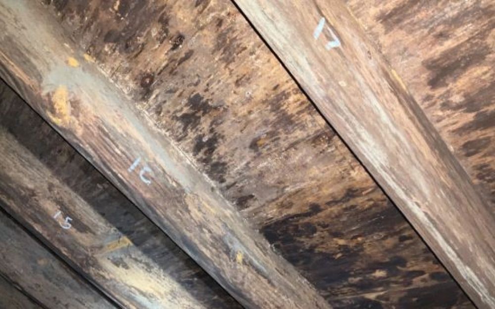 Crawl Space Mold Wood Rot Fungus