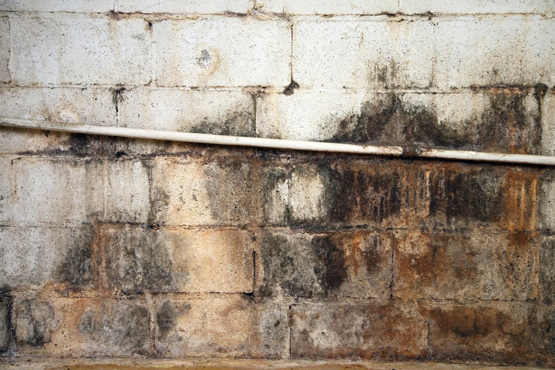 Mold on concrete basement wall and pipe