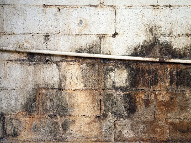 Dangerous-Crawl-Space-Mold-8-Tips-on-How-to-Prevent-it