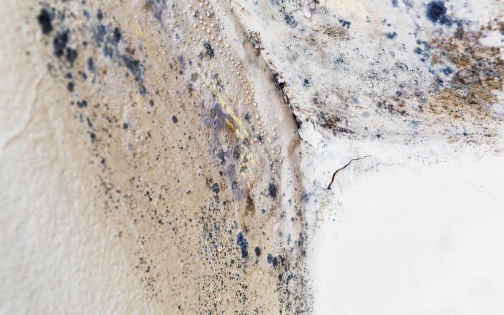 crawl space dehumidifier