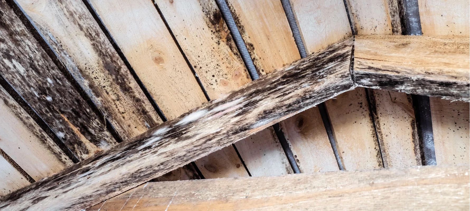 rotten wood