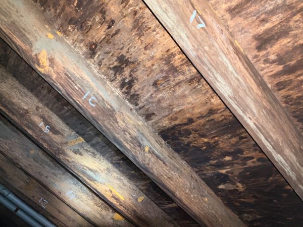 Mold and fungus in crawl space and flooring
